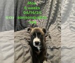 Small #12 Labrador Retriever Mix