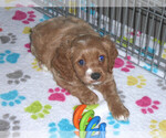 Small Photo #13 Cocker Spaniel-Poodle (Miniature) Mix Puppy For Sale in ORO VALLEY, AZ, USA