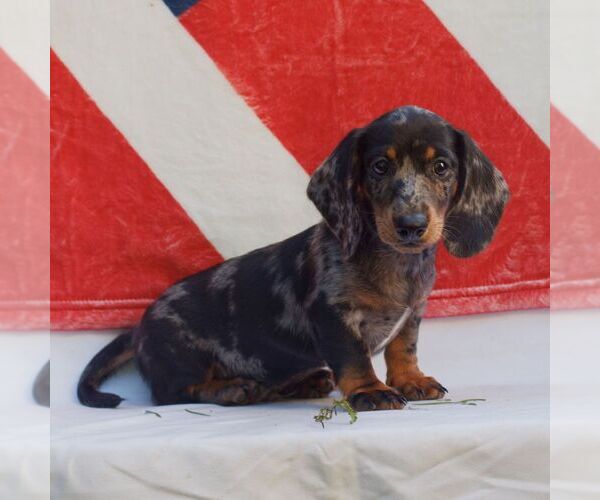 Medium Photo #2 Dachshund Puppy For Sale in HONEY BROOK, PA, USA