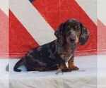 Small #1 Dachshund