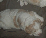 Small Photo #12 Goldendoodle Puppy For Sale in COLCHESTER, CT, USA