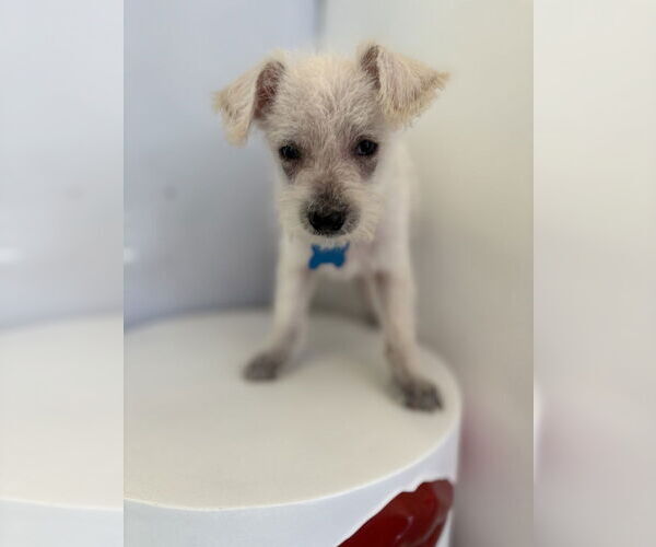 Medium Photo #6 Mutt Puppy For Sale in Studio City, CA, USA