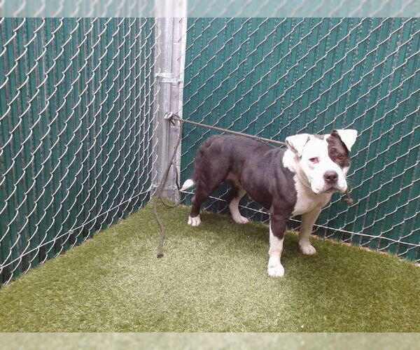 Medium Photo #1 Mutt Puppy For Sale in Downey, CA, USA