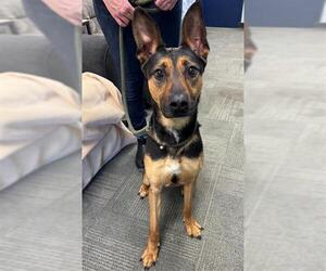 German Shepherd Dog-Unknown Mix Dogs for adoption in Peoria, IL, USA
