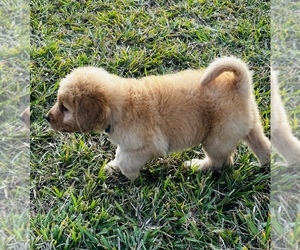 Medium Goldendoodle