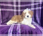 Small #6 Cavapoo