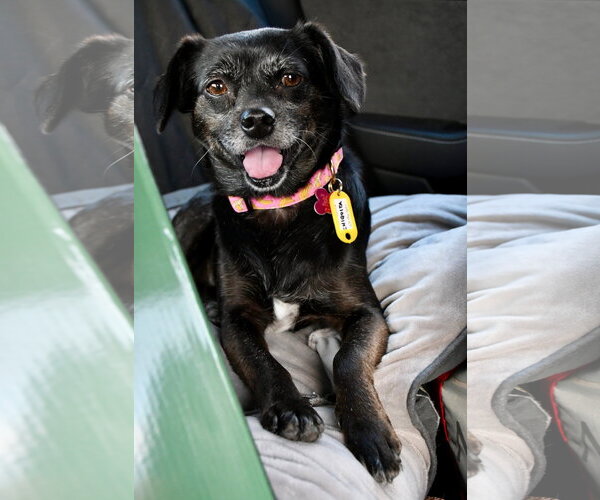 Medium Photo #3 Chihuahua-Unknown Mix Puppy For Sale in St. Louis Park, MN, USA