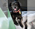 Small #2 Chihuahua Mix