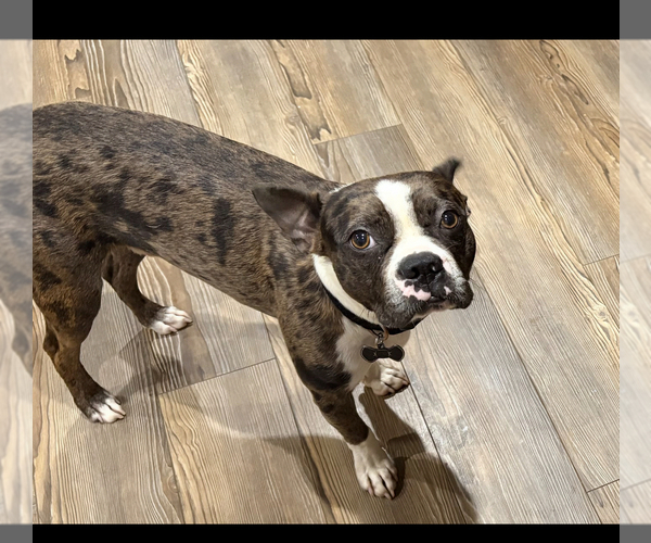 Medium Photo #1 Boston Terrier Puppy For Sale in BROKEN ARROW, OK, USA