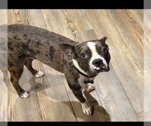 Father of the Boston Terrier puppies born on 05/23/2025