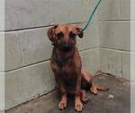 Small Black Mouth Cur Mix