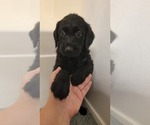 Puppy 4 Labradoodle