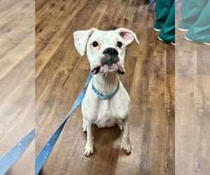 Boxer Dogs for adoption in Dumont, NJ, USA