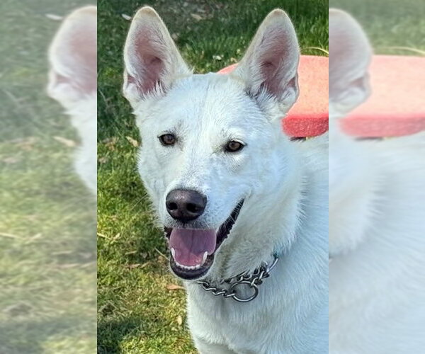 Medium Photo #1 - Mix Puppy For Sale in Phoenix, AZ, USA