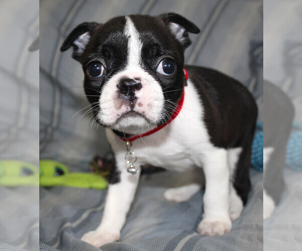 Medium Photo #2 Boston Terrier Puppy For Sale in BROOKSVILLE, FL, USA