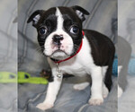 Small #1 Boston Terrier