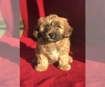 Puppy 2 ShihPoo