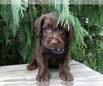 Small #3 Labradoodle