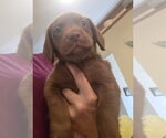Small #3 Doxle