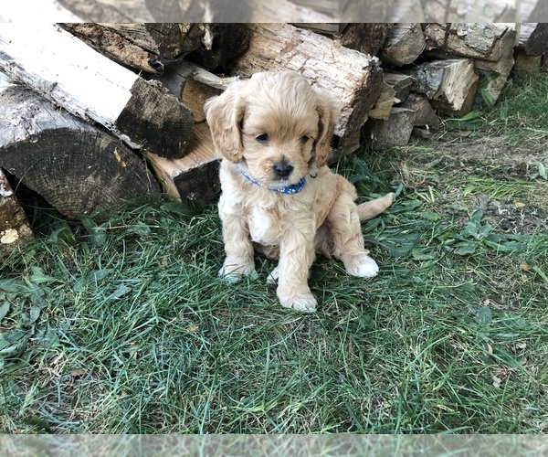 Medium Photo #1 Cavapoo Puppy For Sale in CONCORD, IN, USA