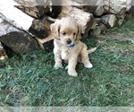 Small Photo #1 Cavapoo Puppy For Sale in CONCORD, IN, USA