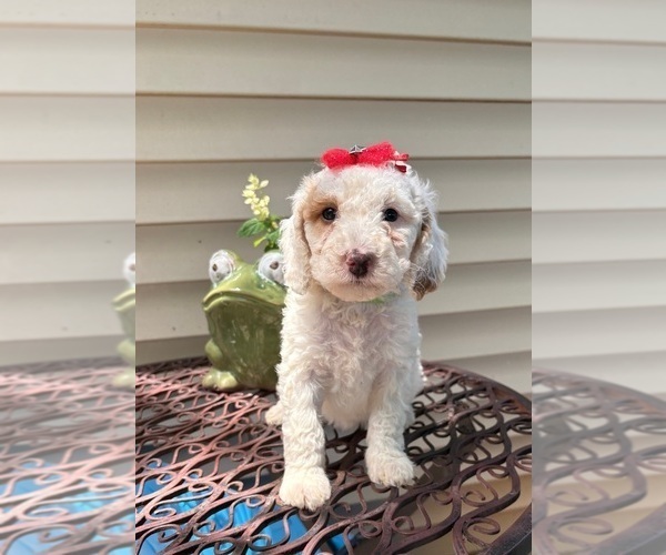 Medium Photo #8 Goldendoodle (Miniature) Puppy For Sale in SAINT MARYS, KS, USA