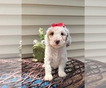 Small #7 Goldendoodle (Miniature)