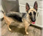 Small #2 German Shepherd Dog