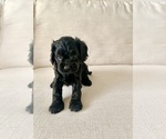 Small Photo #7 Cavapoo Puppy For Sale in GRESHAM, OR, USA