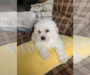 Bichon Frise Puppy for sale in BREMEN, IN, USA