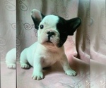 Small Photo #6 French Bulldog Puppy For Sale in STATEN ISLAND, NY, USA