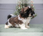 Small #1 Shih Tzu