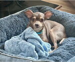 Small #10 Chihuahua
