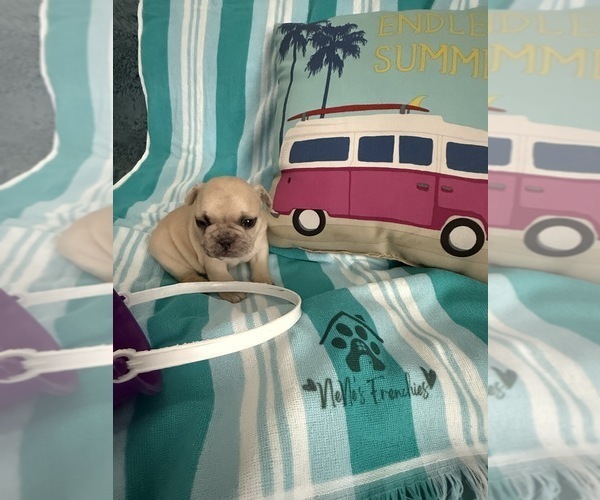 Medium Photo #14 French Bulldog Puppy For Sale in OPP, AL, USA
