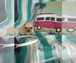 Small #13 French Bulldog