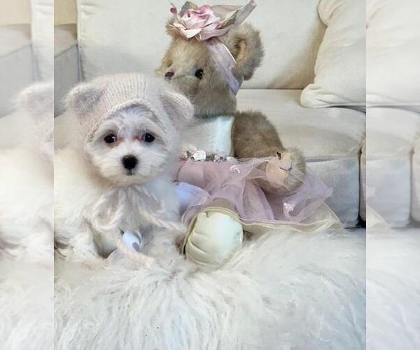 Medium Photo #14 Maltese Puppy For Sale in JACKSONVILLE, FL, USA