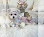 Small #13 Maltese