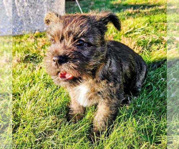 Medium Photo #4 Cairn Terrier-Unknown Mix Puppy For Sale in Springdale, PA, USA