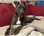 Small #8 American Pit Bull Terrier Mix