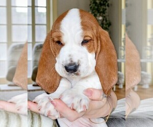Basset Hound Puppy for sale in ANGIER, NC, USA