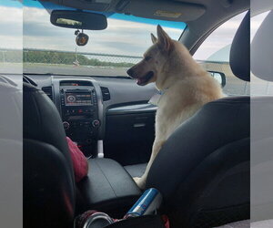 Shannon - Female German Shepherd Dog-Unknown Mix Dog for Adoption - Photo #3