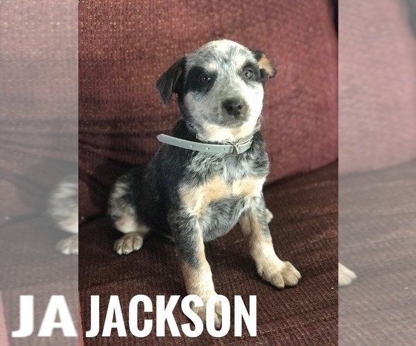 Medium Photo #1 Australian Cattle Dog Puppy For Sale in BOWLING GREEN, KY, USA