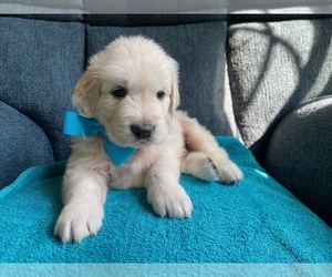 English Cream Golden Retriever Puppy for Sale in SIMPSONVILLE, South Carolina USA