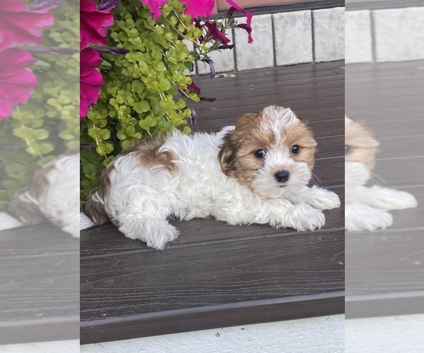 Medium Photo #2 Havanese Puppy For Sale in CANOGA, NY, USA
