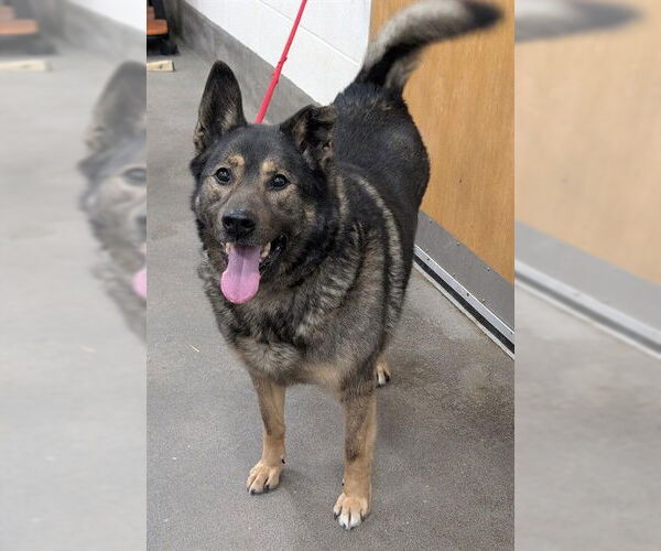 Medium Photo #1 Norwegian Elkhound Puppy For Sale in Forestville, MD, USA