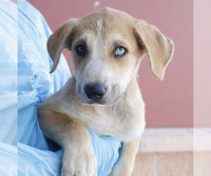 Labrador Retriever-Unknown Mix Dogs for adoption in San Antonio, TX, USA