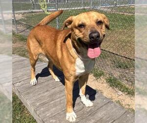Mutt Dogs for adoption in Conroe, TX, USA