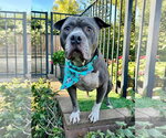 Small Photo #8 American Pit Bull Terrier-Unknown Mix Puppy For Sale in Redlands, CA, USA