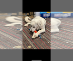 Small #7 Akbash-Great Pyrenees Mix