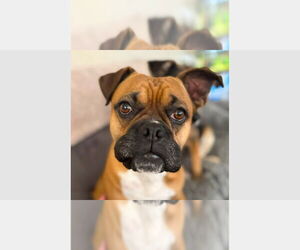 Boxer Dogs for adoption in Austin, TX, USA